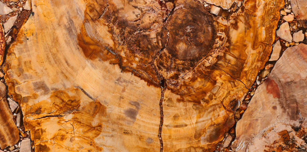 Margraf Brown Petrified Wood
