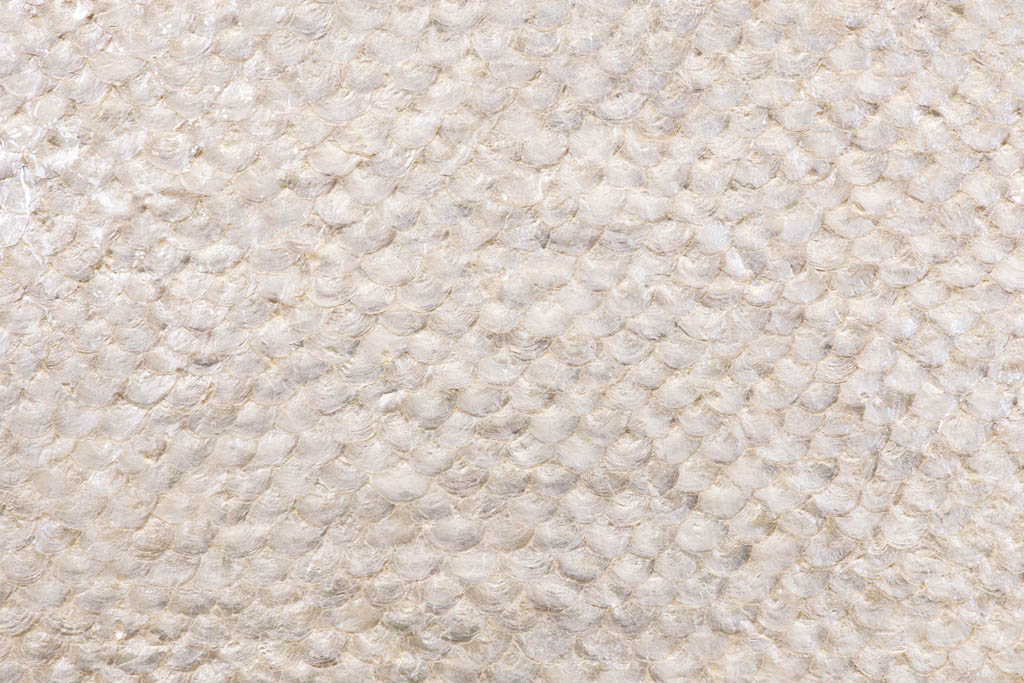Margraf MOP Capiz Shell