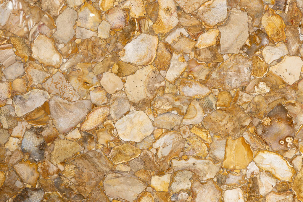 Margraf Fossil Coral