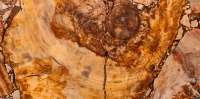 Margraf Brown Petrified Wood