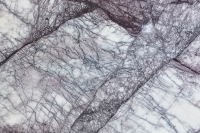 Margraf Lilac
