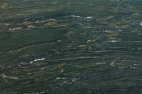 Margraf Verde Pavone