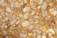 Margraf Fossil Coral